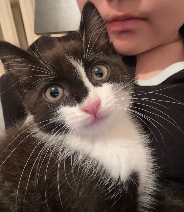 Отдам котенка мальчик
