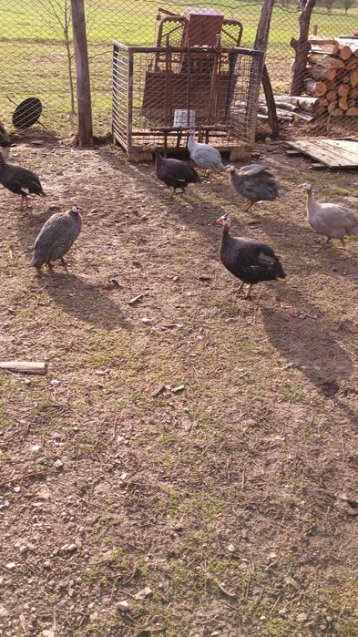 Bibilici de vânzare