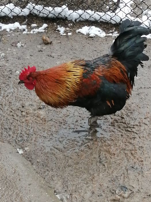 Vând cocosi de casa 120 de lei