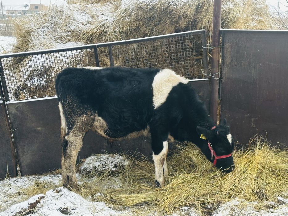 Бычок породистый