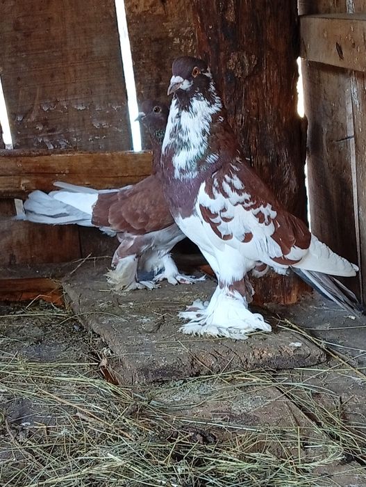 Porumbei de vânzare