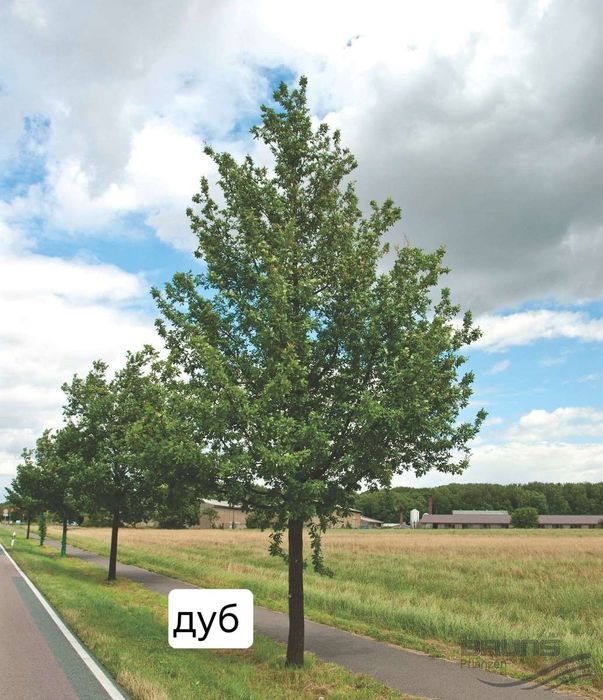 Тополь сирень рябина черемуха