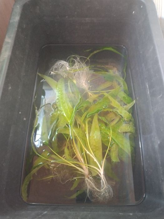 Аквариумные растения