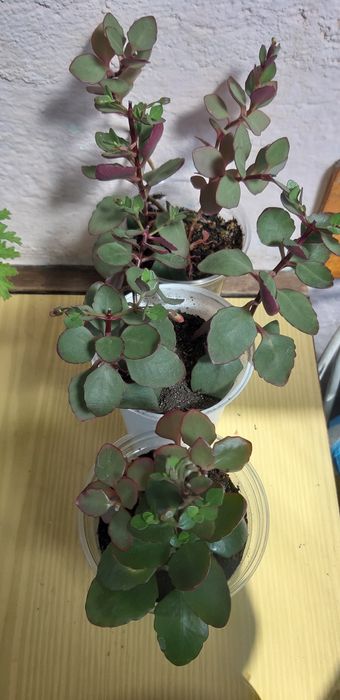 Дърво живота,амарилис,каланхое,индрише,мушкато,хлорофитум,традисканция