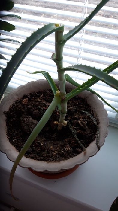 АЛОЭ  для лечения