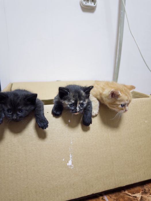 Котят в добрые руки