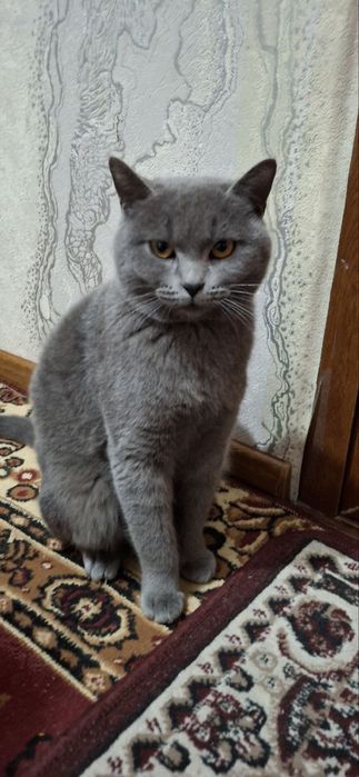 Продаю британскую кошку