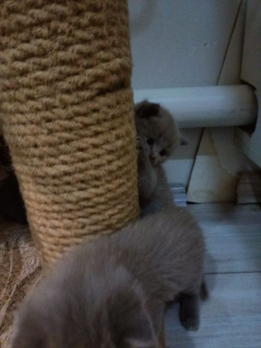 Продам котят шотландцы(бронь)