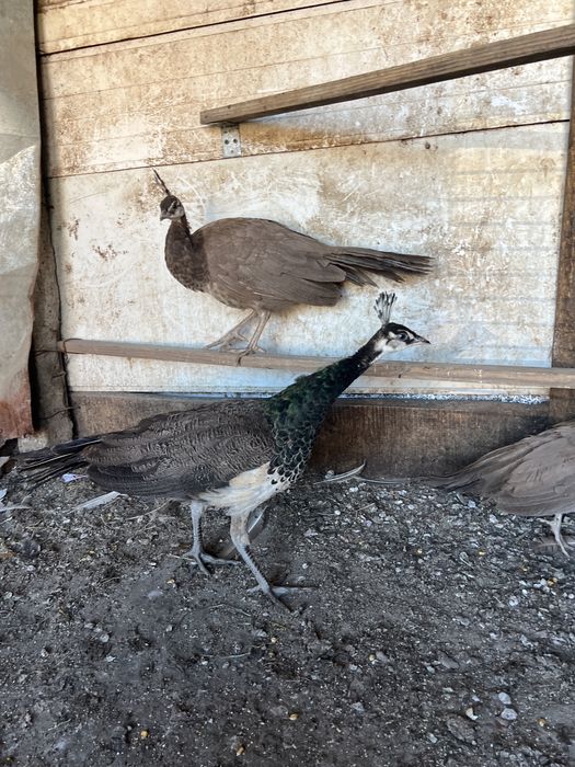 Pauni maturi si tineret 2025