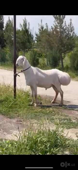 Qassob qassobchilik qurbonlik