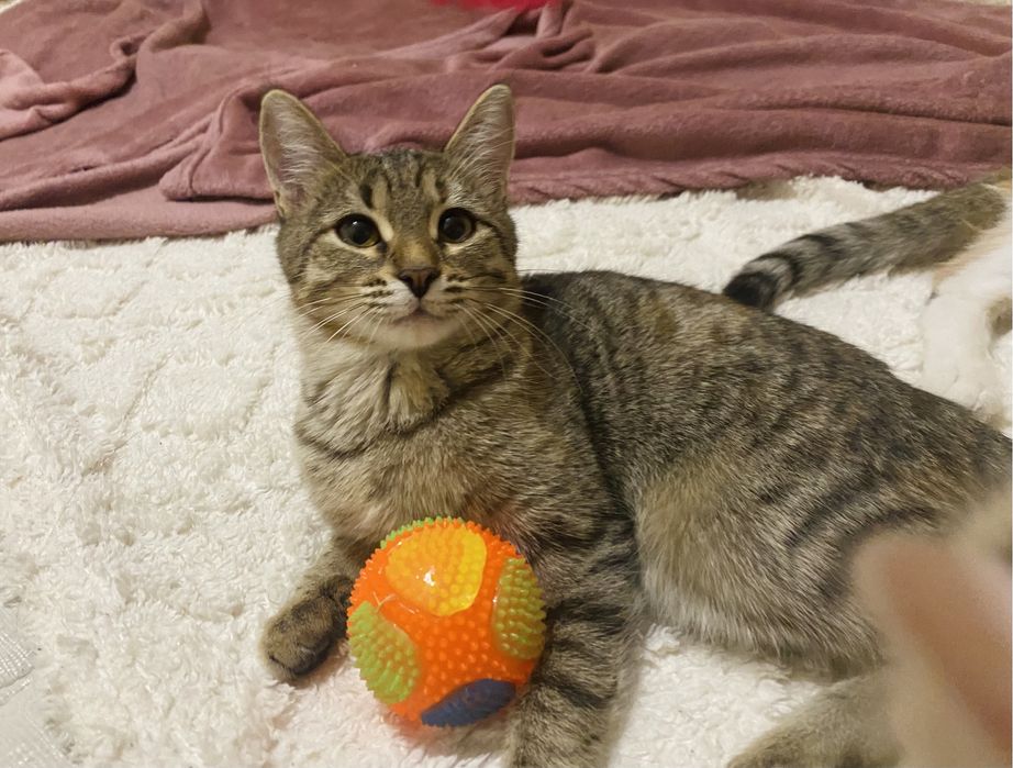 Отдам в добрые руки