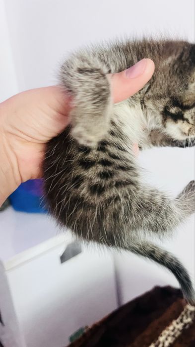 Милые котята……ищут дом .