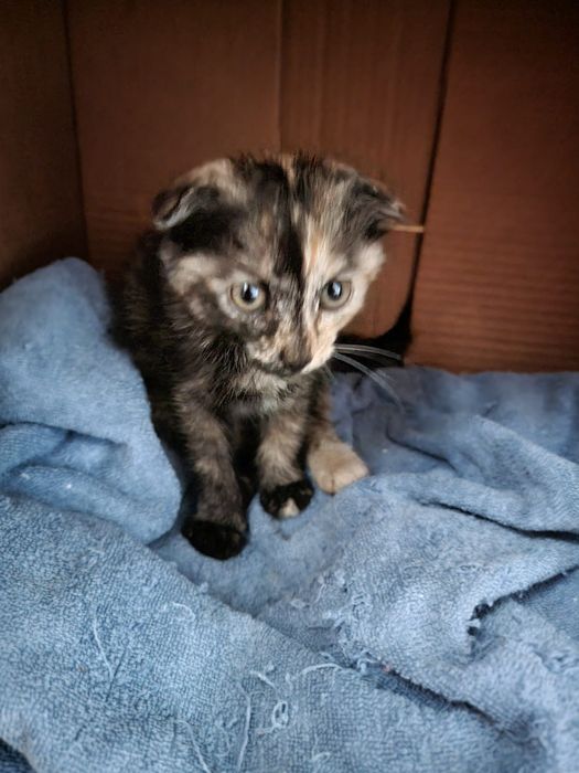 Вислоухий котенок в дар