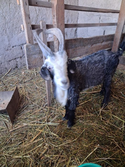 Теке сатылады  бір жасар