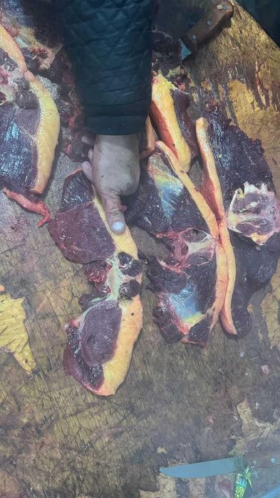 Продам мясо конины