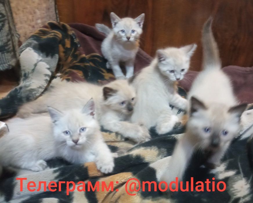 Сиамские котята. Родились 25 марта.
