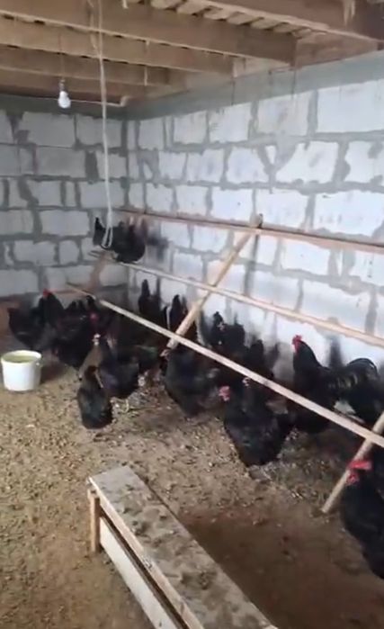 Продам кучинских цыплят и австралоп