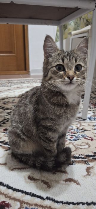 Отдам котёнка в добрые руки