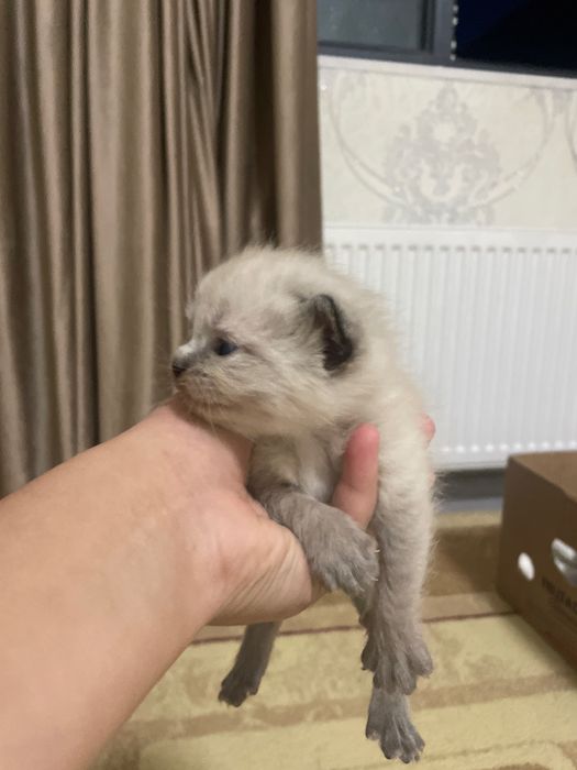 Продаются котята мама британская папа сиамский