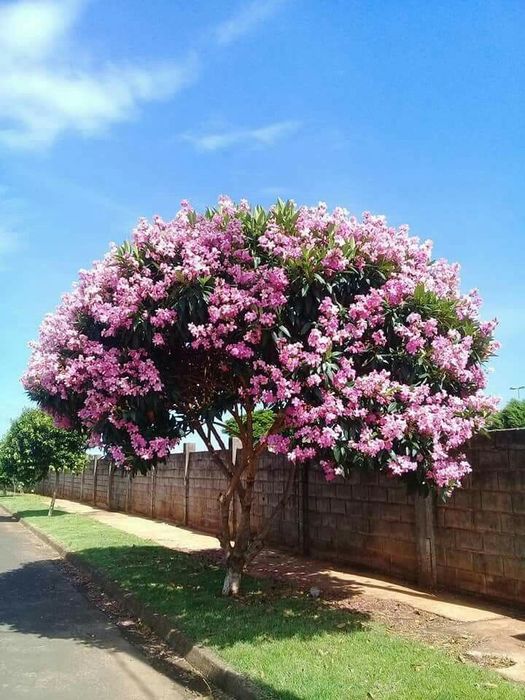 Salcam parfumat diferite culori : galben , rosu , roz , alb , mov