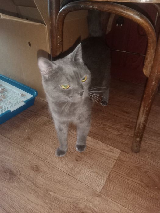 Британские котята