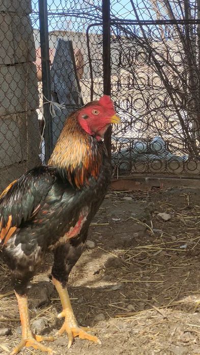 Дакан туляк бойцовый петух сатылады