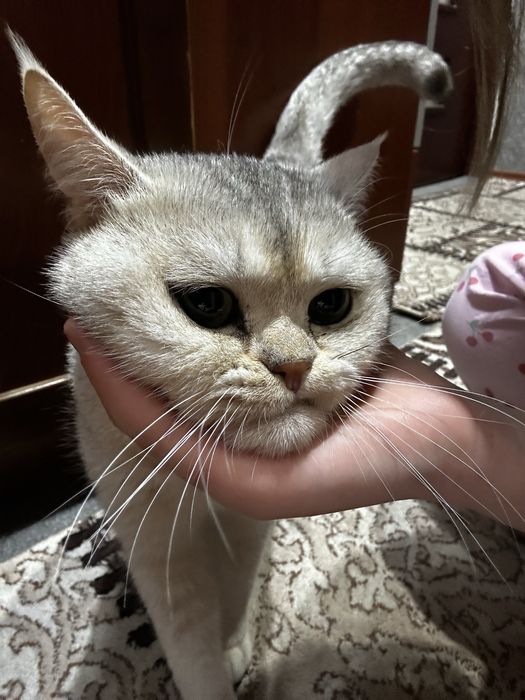 Срочно продаётся британсая шиншилла