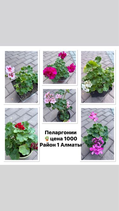 Продам аглаонемы, филодендрум