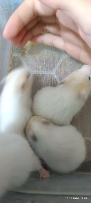 , Хомячки сирийские!Дети пять недель!