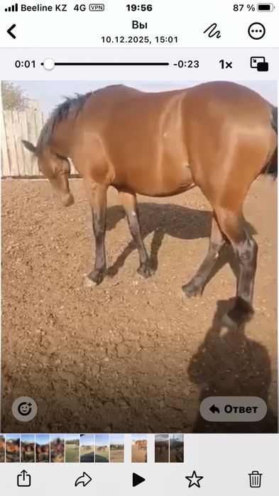 Продам жеребца на племя породистый, хорошо держит косяк