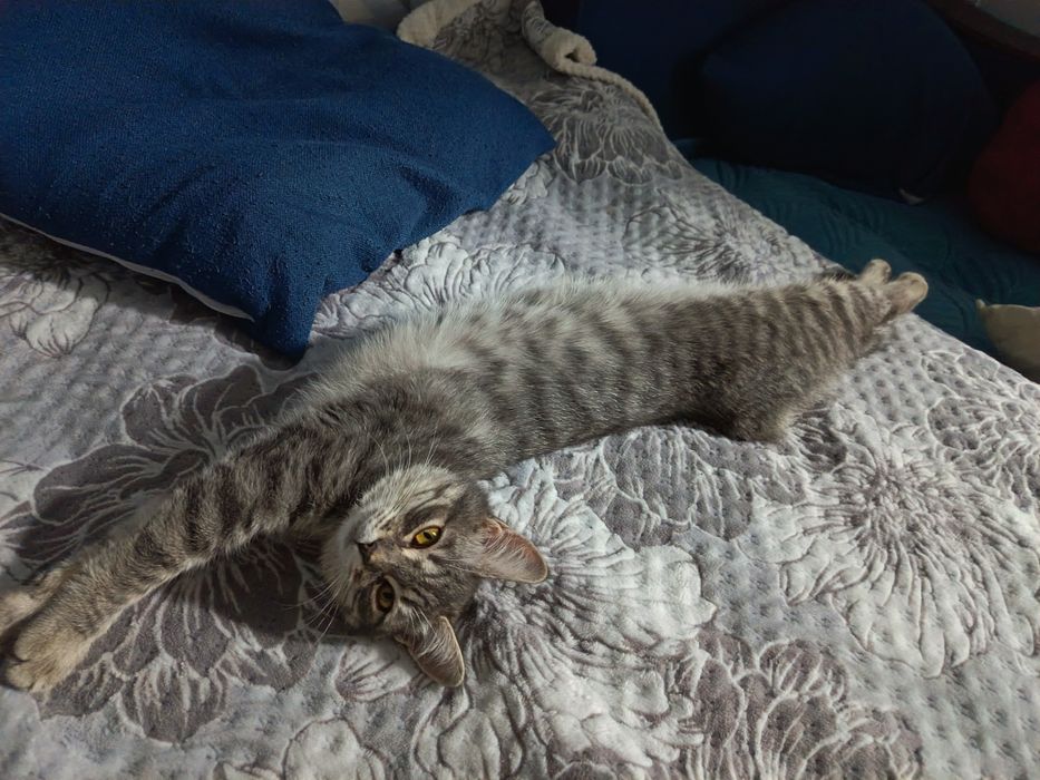 Отдам даром кот и кошка