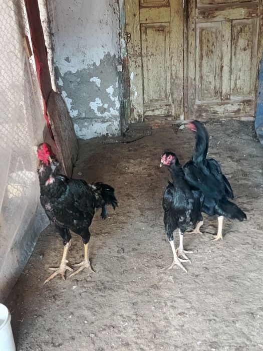 Dakan xo'roz 2 ta mokiyoni bilan birga