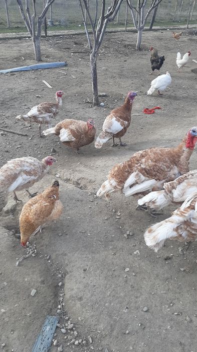 Prodavam  mladi gaski i mladi misiri