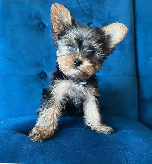 Продавам мъжко йоркширски териер