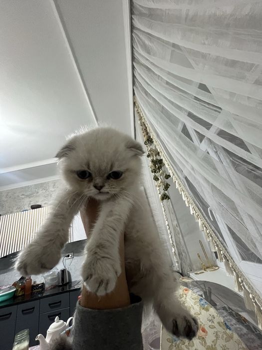 Продам котёночка породистая