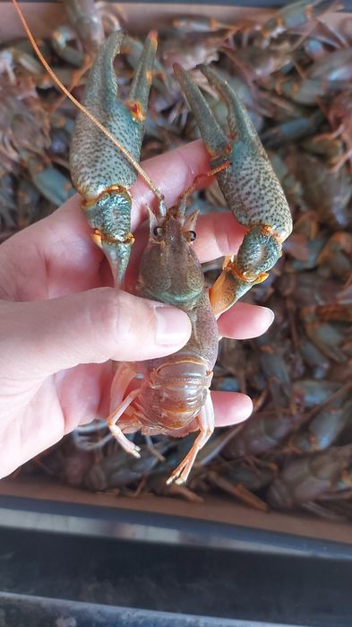 Раки морские живые