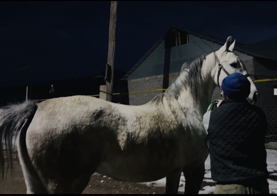 Продам Орловскую Кобылу