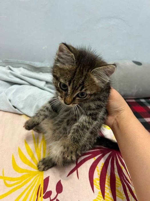 Отдам котенка бессплатно