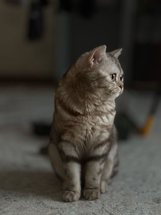 кот в добрые руки