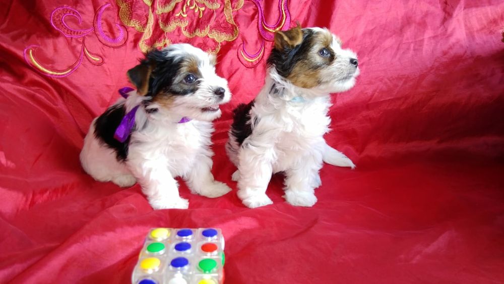 Прекрасный подарок щенки бивер йорк