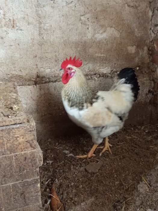 Продам петухов молодых