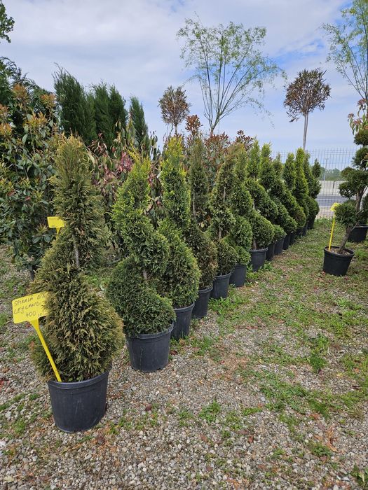 Leylandy toate dimensiunile