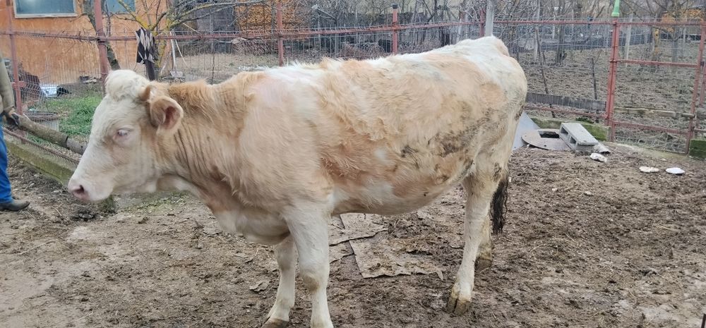 Vând junincă montată de 8 luni