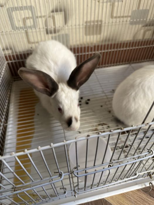 Kaliforniya quyoni para