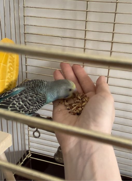 Волнистый попугай .