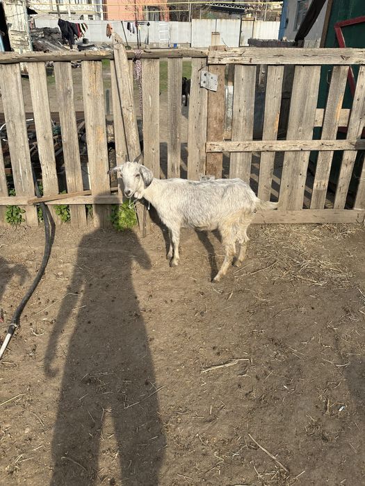 Шібіштер лағымен сүтті