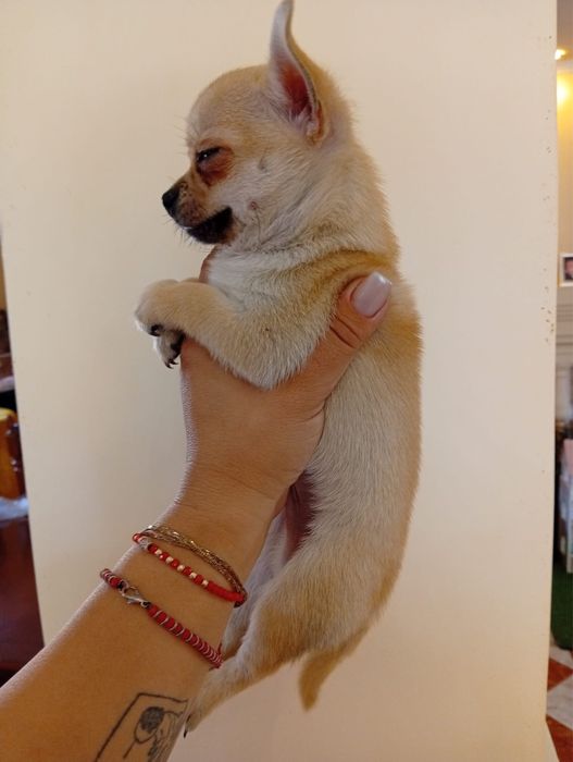 Chihuahua baietel