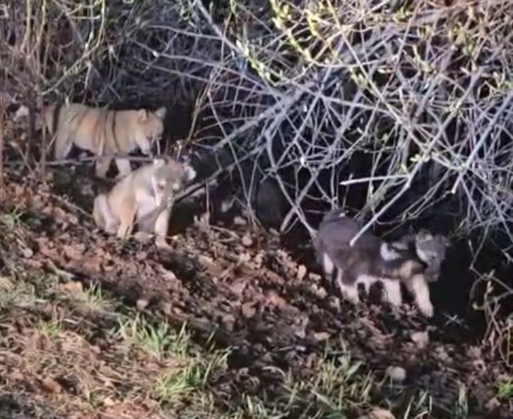 Отдам щенят в добрые руки