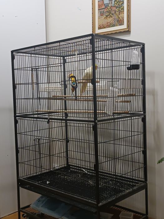 Papagal Nimfa cu colivie