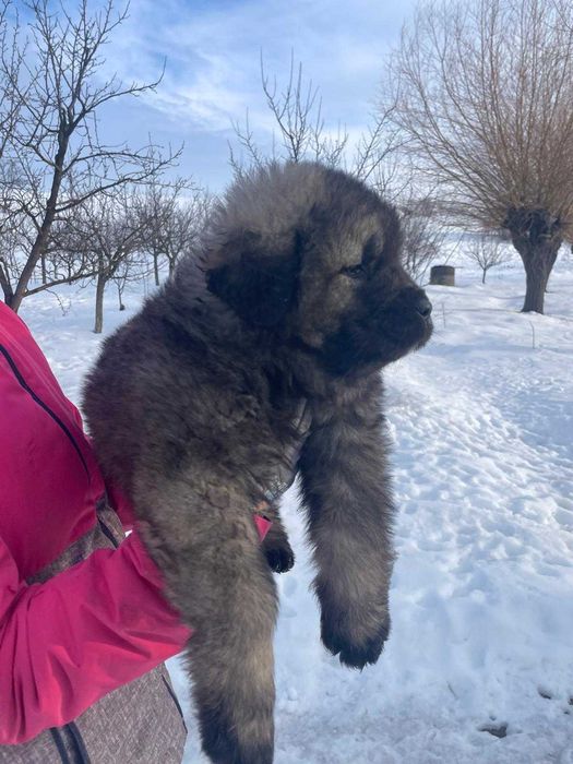 Fetite frumoase caucaziene